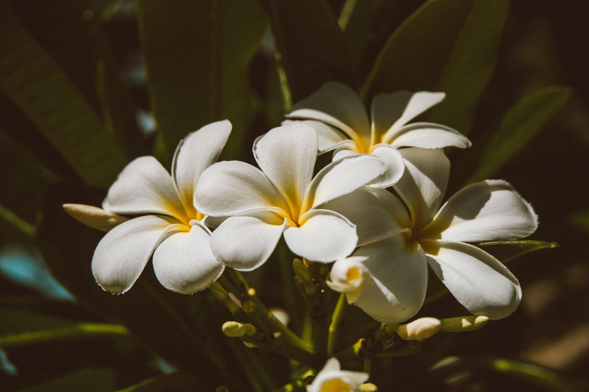 White and yellow plumeria flowers on a tree in Honolulu.